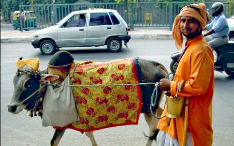 'Cow killing is a crime against our identity': Shriniwasacharya.    Photo: John Hill