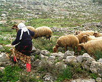 Palestinian shepherdess - Photo: S’ra DeSantis Palestinian shepherdess - Photo: S’ra DeSantis